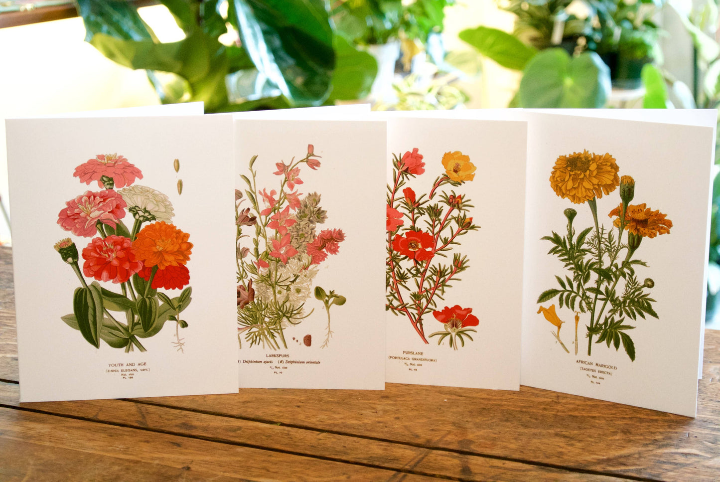 Botanical Greeting Cards - Set of 4