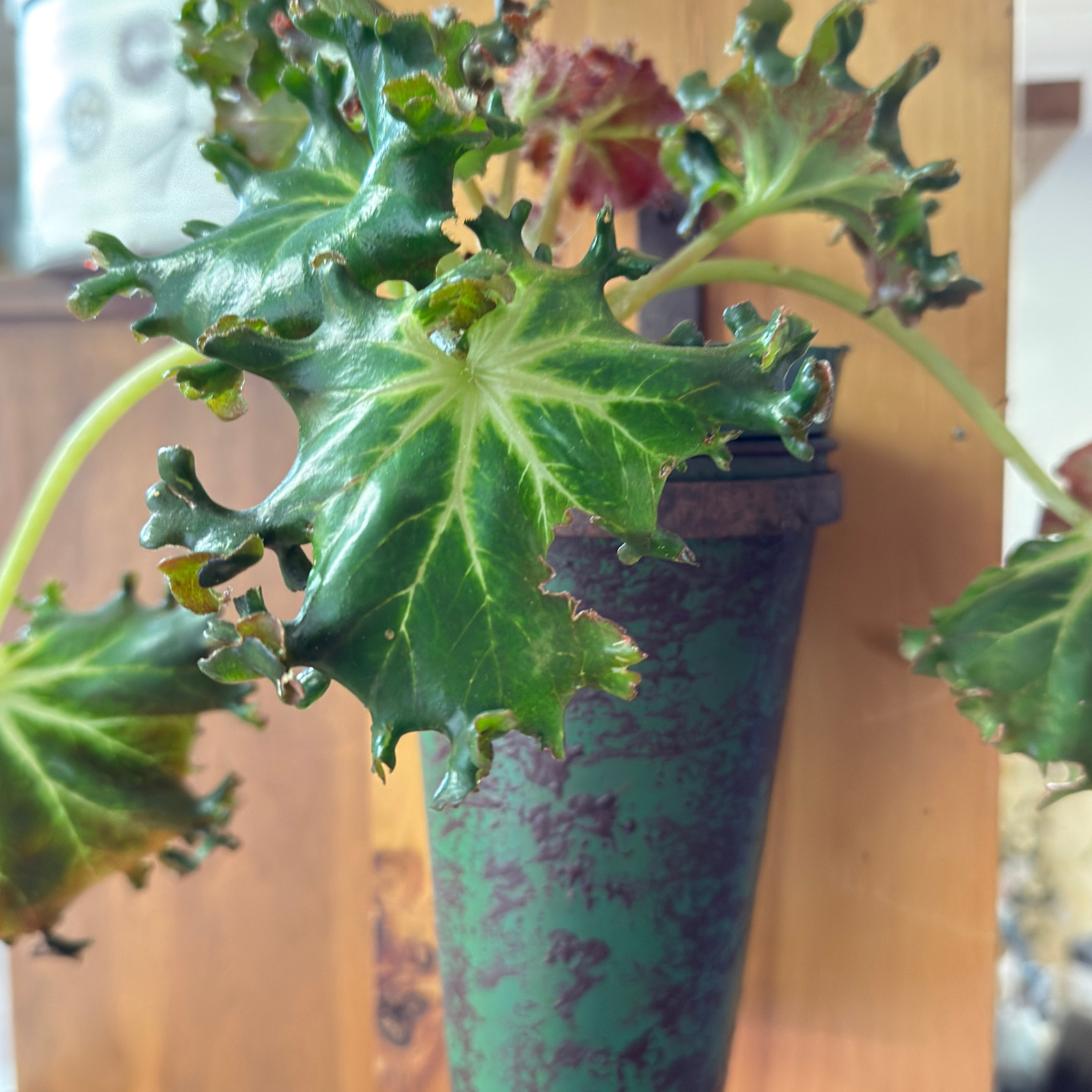 Wall Planter / Vase